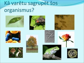 Kā varētu sagrupēt šos 
organismus? 
 