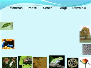 Monēras Protisti Sēnes Augi Dzīvnieki 
 