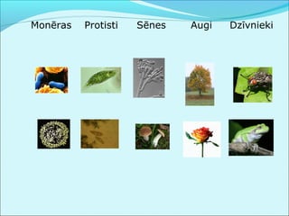 Monēras Protisti Sēnes Augi Dzīvnieki 
 
