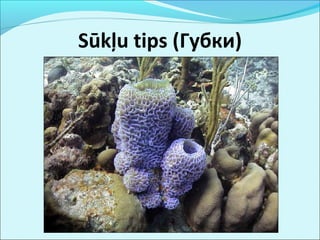 Sūkļu tips (Губки) 
 
