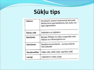 Sūkļu tips 
 