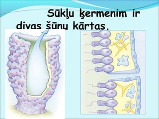 Sūkļu ķermenim ir 
divas šūnu kārtas. 
 