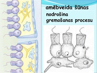 amēbveida šūnas 
nodrošina 
gremošanas procesu 
 
