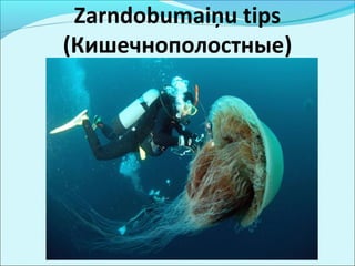 Zarndobumaiņu tips 
(Кишечнополостные) 
 