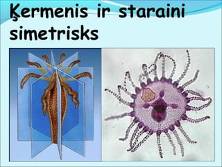 Ķermenis ir staraini 
simetrisks 
 