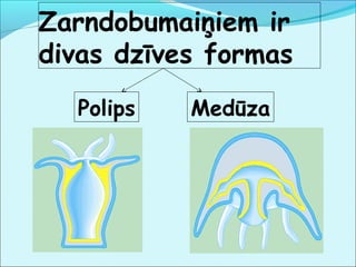 Zarndobumaiņiem ir 
divas dzīves formas 
Polips Medūza 
 