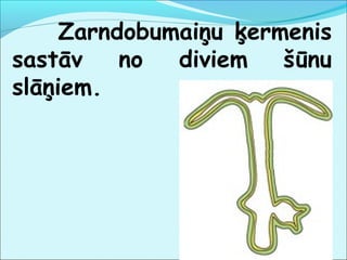 Zarndobumaiņu ķermenis 
sastāv no diviem šūnu 
slāņiem. 
 