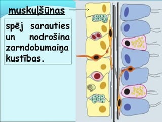 muskuļšūnas 
spēj sarauties 
un nodrošina 
zarndobumaiņa 
kustības. 
 