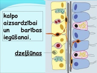 kalpo 
aizsardzībai 
un barības 
iegūšanai. 
dzeļšūnas 
 