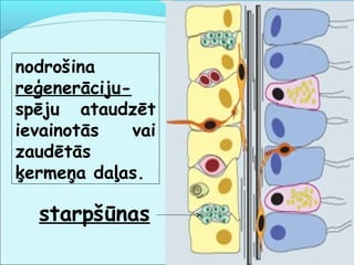 nodrošina 
reģenerāciju-spēju 
ataudzēt 
ievainotās vai 
zaudētās 
ķermeņa daļas. 
starpšūnas 
 