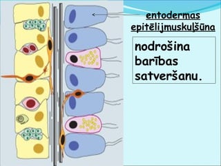 entodermas 
epitēlijmuskuļšūna 
nodrošina 
barības 
satveršanu. 
 