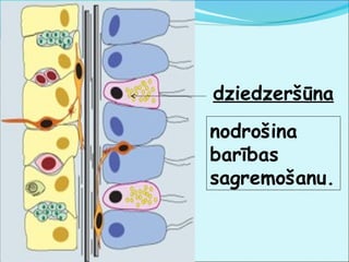 dziedzeršūna 
nodrošina 
barības 
sagremošanu. 
 