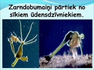 Zarndobumaiņi pārtiek no 
sīkiem ūdensdzīvniekiem. 
 