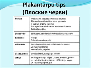 Plakantārpu tips 
(Плоские черви) 
 