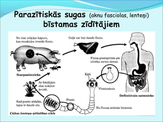 Parazītiskās sugas (aknu fasciolas, lenteņi) 
bīstamas zīdītājiem 
 