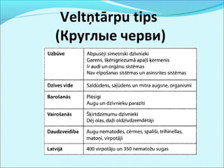 Veltņtārpu tips 
(Круглые черви) 
 