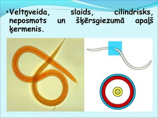 •Veltņveida, slaids, cilindrisks, 
neposmots un šķērsgiezumā apaļš 
ķermenis. 
 