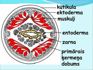 kutikula 
muskuļi 
entoderma 
zarna 
primārais 
ķermeņa 
dobums 
ektoderma 
 