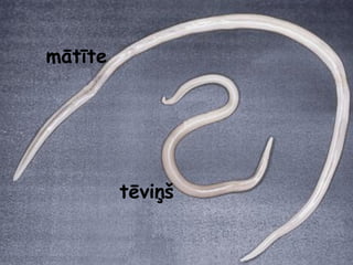 mātīte 
tēviņš 
 