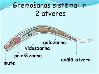 Gremošanas sistēmai ir 
2 atveres 
galazarna 
viduszarna 
priekšzarna 
mute anālā atvere 
 