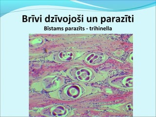 Brīvi dzīvojoši un parazīti 
Bīstams parazīts - trihinella 
 