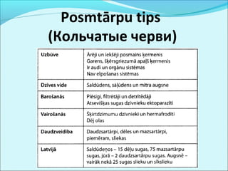 Posmtārpu tips 
(Кольчатые черви) 
 