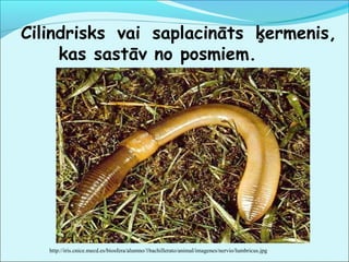 Cilindrisks vai saplacināts ķermenis, 
kas sastāv no posmiem. 
http://iris.cnice.mecd.es/biosfera/alumno/1bachillerato/animal/imagenes/nervio/lumbricus.jpg 
 