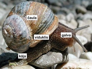 viduklis galva 
kāja 
čaula 
 
