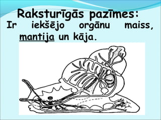 Raksturīgās pazīmes: 
Ir iekšējo orgānu maiss, 
mantija un kāja. 
 