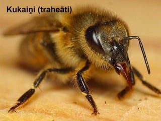 Kukaiņi (traheāti) 
 