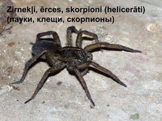 Zirnekļi, ērces, skorpioni (helicerāti) 
(пауки, клещи, скорпионы) 
 