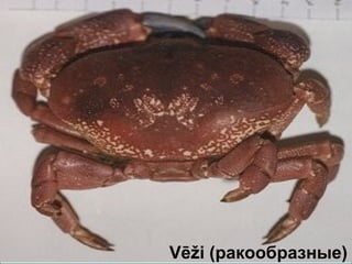 Vēži (ракообразные) 
 
