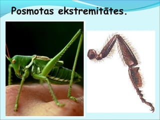 Posmotas ekstremitātes. 
 