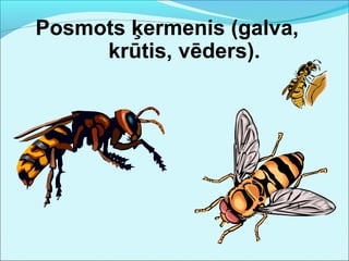 Posmots ķermenis (galva, 
krūtis, vēders). 
 