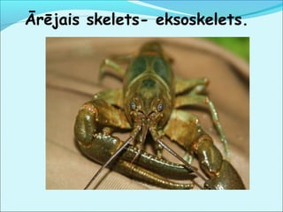 Ārējais skelets- eksoskelets. 
 