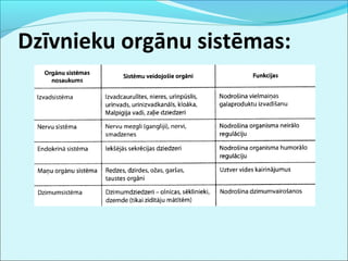 Dzīvnieku orgānu sistēmas: 
 