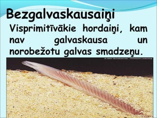 Bezgalvaskausaiņi 
Visprimitīvākie hordaiņi, kam 
nav galvaskausa un 
norobežotu galvas smadzeņu. 
 