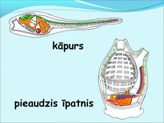 kāpurs 
pieaudzis īpatnis 
 