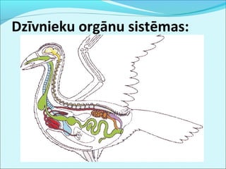 Dzīvnieku orgānu sistēmas: 
 