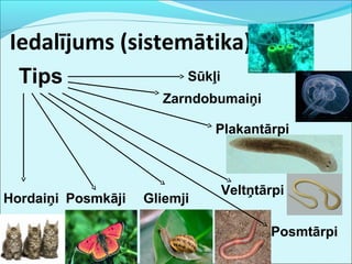 Iedalījums (sistemātika) 
Tips Sūkļi 
Zarndobumaiņi 
Plakantārpi 
Veltņtārpi 
Posmtārpi 
Hordaiņi Posmkāji Gliemji 
 