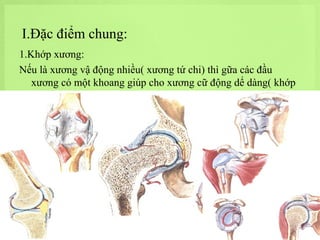 I.Đặc điểm chung:
1.Khớp xương:
Nếu là xương vậ động nhiều( xương tứ chi) thì gữa các đầu
xương có một khoang giúp cho xương cữ động dể dàng( khớp
động).

 