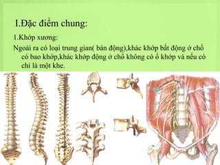 I.Đặc điểm chung:
1.Khớp xương:
Ngoài ra có loại trung gian( bán động),khác khớp bất động ở chổ
có bao khớp,khác khớp động ở chổ không có ổ khớp và nếu có
chỉ là một khe.

 