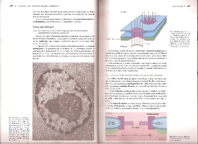 Biología Celular y Molecular de Robertis- 4 ED.