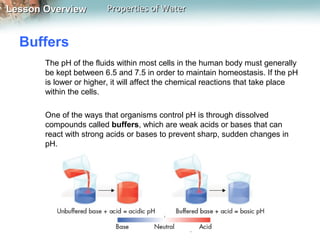 Lesson OverviewLesson Overview Properties of WaterProperties of Water
Buffers
The pH of the fluids within most cells in the human body must generally
be kept between 6.5 and 7.5 in order to maintain homeostasis. If the pH
is lower or higher, it will affect the chemical reactions that take place
within the cells.
One of the ways that organisms control pH is through dissolved
compounds called buffers, which are weak acids or bases that can
react with strong acids or bases to prevent sharp, sudden changes in
pH.
 