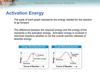Lesson OverviewLesson Overview Chemical Reactions and EnzymesChemical Reactions and Enzymes
Activation Energy
The peak of each graph represents the energy needed for the reaction
to go forward.
The difference between the required energy and the energy of the
reactants is the activation energy. Activation energy is involved in
chemical reactions whether or not the overall reaction releases or
absorbs energy.
 