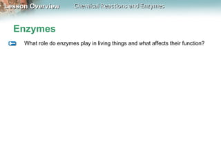 Lesson OverviewLesson Overview Chemical Reactions and EnzymesChemical Reactions and Enzymes
Enzymes
What role do enzymes play in living things and what affects their function?
 