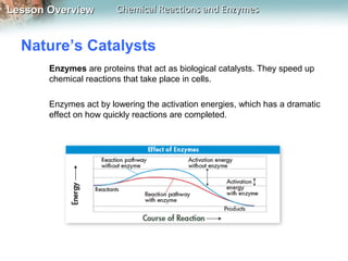 Lesson OverviewLesson Overview Chemical Reactions and EnzymesChemical Reactions and Enzymes
Nature’s Catalysts
Enzymes are proteins that act as biological catalysts. They speed up
chemical reactions that take place in cells.
Enzymes act by lowering the activation energies, which has a dramatic
effect on how quickly reactions are completed.
 