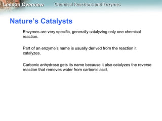 Lesson OverviewLesson Overview Chemical Reactions and EnzymesChemical Reactions and Enzymes
Nature’s Catalysts
Enzymes are very specific, generally catalyzing only one chemical
reaction.
Part of an enzyme’s name is usually derived from the reaction it
catalyzes.
Carbonic anhydrase gets its name because it also catalyzes the reverse
reaction that removes water from carbonic acid.
 