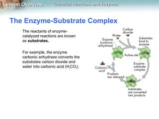 Lesson OverviewLesson Overview Chemical Reactions and EnzymesChemical Reactions and Enzymes
The Enzyme-Substrate Complex
The reactants of enzyme-
catalyzed reactions are known
as substrates.
For example, the enzyme
carbonic anhydrase converts the
substrates carbon dioxide and
water into carbonic acid (H2CO3).
 