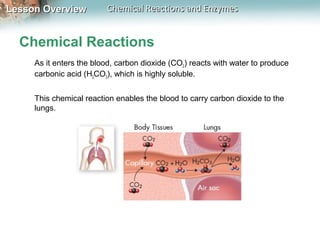 Lesson OverviewLesson Overview Chemical Reactions and EnzymesChemical Reactions and Enzymes
Chemical Reactions
As it enters the blood, carbon dioxide (CO2) reacts with water to produce
carbonic acid (H2CO3), which is highly soluble.
This chemical reaction enables the blood to carry carbon dioxide to the
lungs.
 